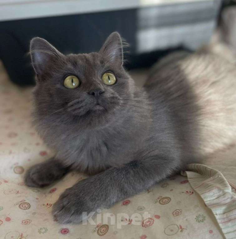 Кошки в Москве: Котенок нибелунг в добрые руки! Мальчик, Бесплатно - фото 3