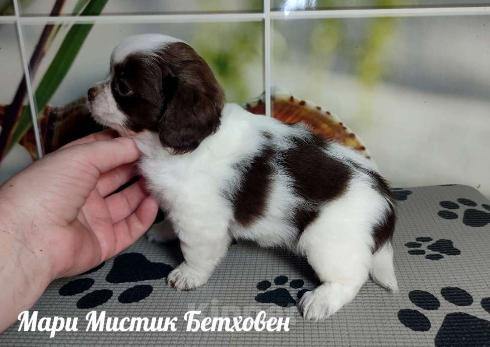 Собаки в Санкт-Петербурге: Бетховен бело шоколадный длинношерстный чихуахуа Мальчик, 60 000 руб. - фото 5
