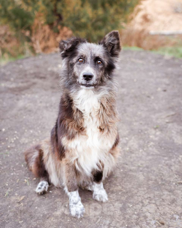 Собаки в Москве: Метис бордер-колли. Агата, 5 лет Девочка, Бесплатно - фото 3