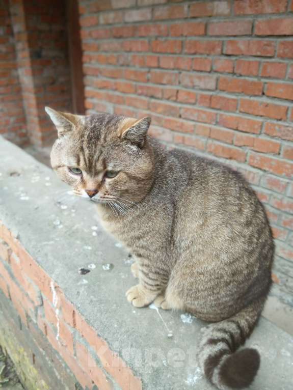 Кошки в Москве: Кот Мар ищет дом Мальчик, Бесплатно - фото 2