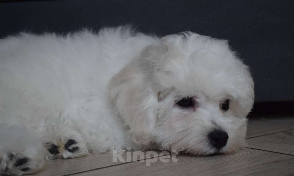 Собаки в Москве: Щенки Бишон фризе Мальчик, 45 000 руб. - фото 3
