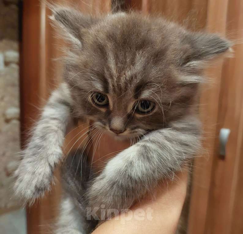 Кошки в Долгопрудном: Шотландские котята Мальчик, 4 500 руб. - фото 4