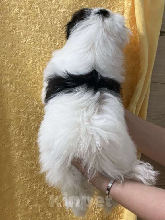 Собаки в Воронеже: Мальтиек+ шитцу  Девочка, 50 000 руб. - фото 3