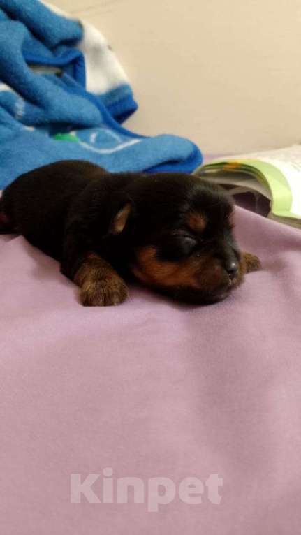 Собаки в Ростове-на-Дону: Йоркширский терьер  Девочка, 35 000 руб. - фото 2