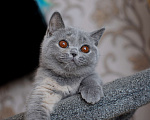 Кошки в Санкт-Петербурге: Британский котёнок Девочка, 35 000 руб. - фото 3