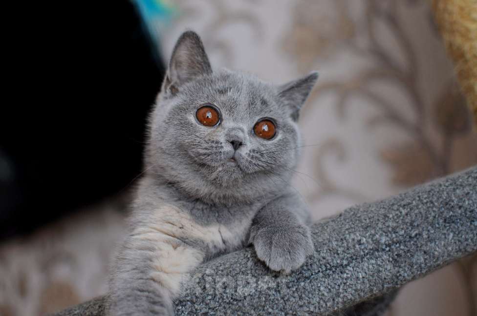 Кошки в Санкт-Петербурге: Британский котёнок Девочка, 35 000 руб. - фото 3