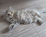 Кошки в Ижевске: котенок в добрые руки Девочка, Бесплатно - фото 1