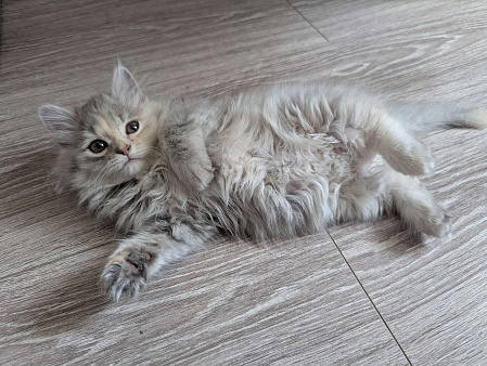 котенок в добрые руки
