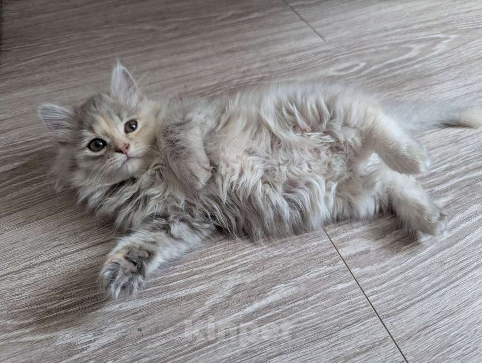 Кошки в Ижевске: котенок в добрые руки Девочка, Бесплатно - фото 1