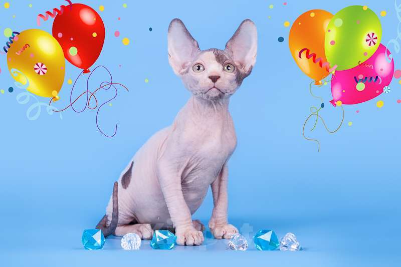 Кошки в Москве: Питомник Скорпион предлагает котят. Мальчик, Бесплатно - фото 5