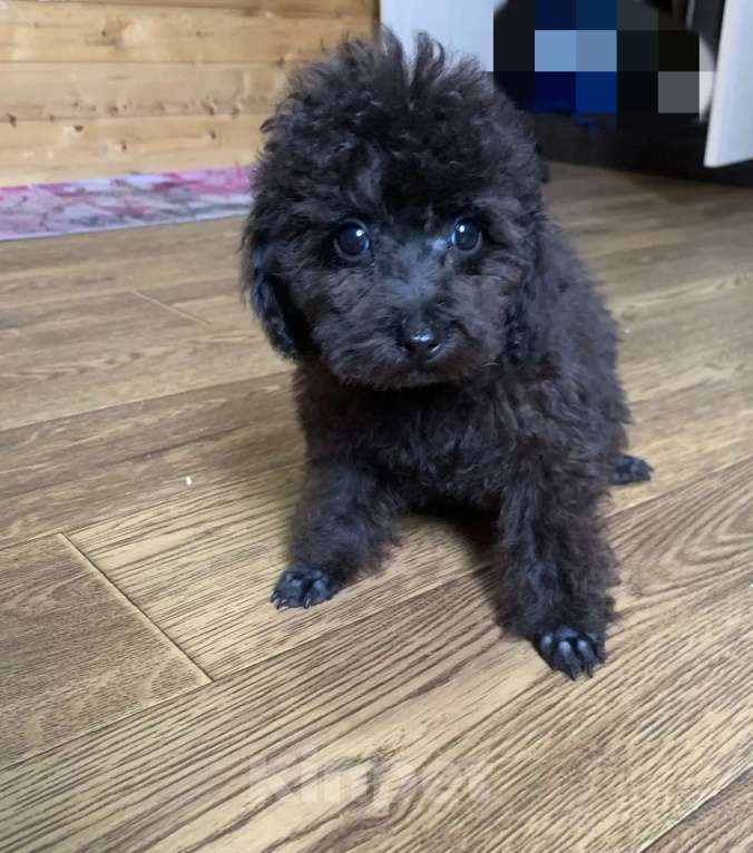 Собаки в Темрюке: Мальчики и девочки Девочка, Бесплатно - фото 5