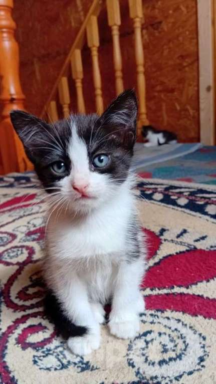 Кошки в Санкт-Петербурге: Котенок-девочка 1 месяц Девочка, 500 руб. - фото 2