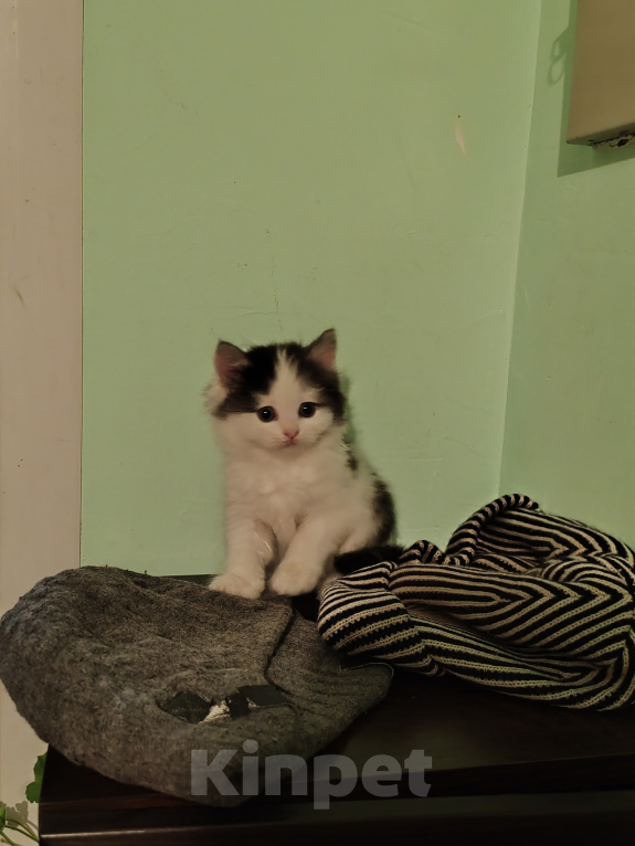 Кошки в Барнауле: Котенок Курильский бобтейл Девочка, 1 000 руб. - фото 1