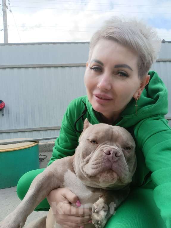 Собаки в Краснодаре: Микроэкзот булли на вязку Мальчик, 25 000 руб. - фото 4