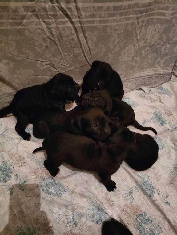 Собаки в Красногорске: Будущие чемпионы- щенки породы кане корсо. Чистокровные. Мальчик, 74 000 руб. - фото 5