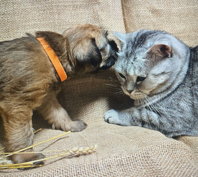 Собаки в Котельнике: Пшеничного терьера щенки Девочка, 100 000 руб. - фото 10