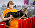Кошки в Москве: Коты Мейн-Кун на вязку Мальчик, 5 000 руб. - фото 9