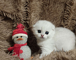 Кошки в Москве: Шотландский вислоухий котик ( скотишь фолд) ждёт людей ценящих эту роскошную породу Мальчик, Бесплатно - фото 4