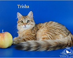 Кошки в Москве: Сибирская золотая девочка Trisha Девочка, 70 000 руб. - фото 1