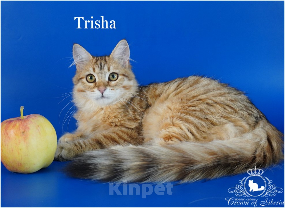 Кошки в Москве: Сибирская золотая девочка Trisha Девочка, 70 000 руб. - фото 1