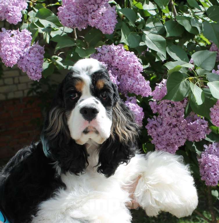 Собаки в Тамбове: щенки Американского кокер спаниеля, мальчики Мальчик, 40 000 руб. - фото 2