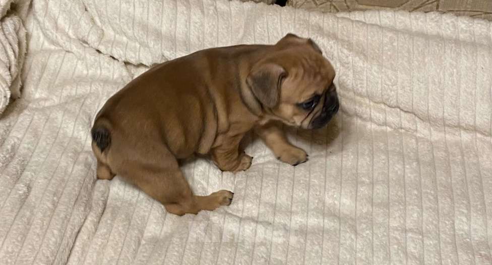 Собаки в Санкт-Петербурге: Шикарный мальчик французского бульдога  Мальчик, 45 000 руб. - фото 9