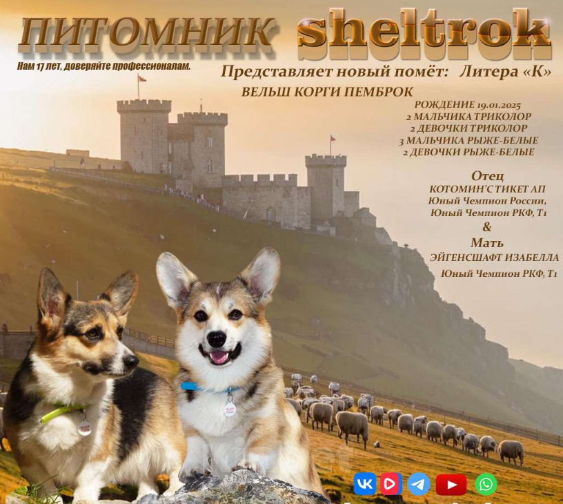 Собаки в Туле: Щенок Вельш-корги-пемброк Мальчик, 45 000 руб. - фото 3