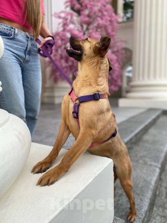 Собаки в других городах Краснодарского края: Метис левретки стерилизована чипирована в дар с доставкой Девочка, Бесплатно - фото 5