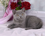 Кошки в Мурином: Британский котик голубого окраса Мальчик, 20 000 руб. - фото 4