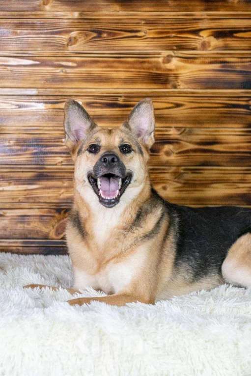 Собаки в Москве: Рыжая малышка Аврора в дар Девочка, 1 руб. - фото 7