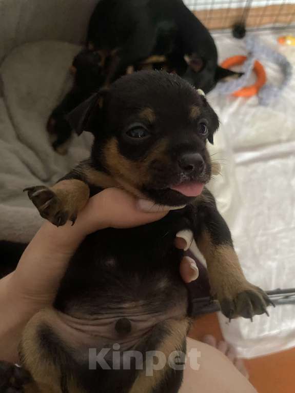 Собаки в Саяногорске: цвергпинчер Разнополые, 12 000 руб. - фото 1