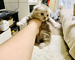 Кошки в Москве: Шотландский мальчик Scottish fold Мальчик, 14 000 руб. - фото 2
