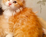 Кошки в Островной: Котята курильского бобтейла, 20 000 руб. - фото 4
