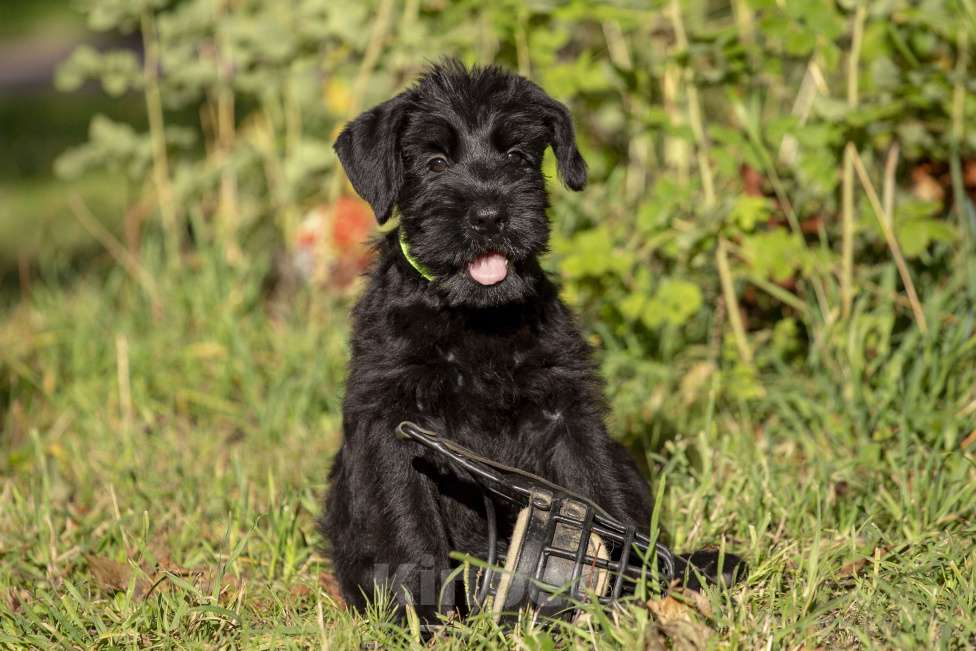 Собаки в Санкт-Петербурге: Щенок Сука ризеншнауцера. Девочка, 65 000 руб. - фото 6