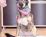 Собаки в Москве: Миниатюрная красотка Лисёна очень хочет найти семью. Девочка, Бесплатно - фото 4