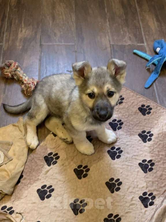 Собаки в Москве: Отдам щенка в добрые руки Девочка, Бесплатно - фото 6