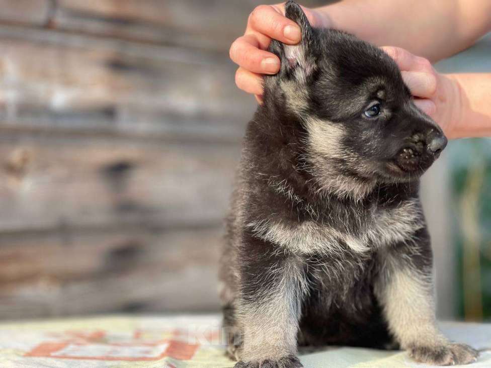 Собаки в других городах Ленинградской области: Сука ВЕО от Гордость Питера Церри Бой х Гроза Девочка, 40 000 руб. - фото 2