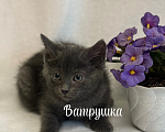 Кошки в Санкт-Петербурге: Котенок Ватрушка Девочка, Бесплатно - фото 3