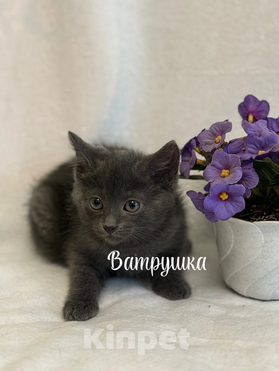 Кошки в Санкт-Петербурге: Котенок Ватрушка Девочка, Бесплатно - фото 3