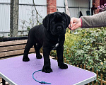 Собаки в Москве: Щенки Кане Корсо Мальчик, 100 000 руб. - фото 6