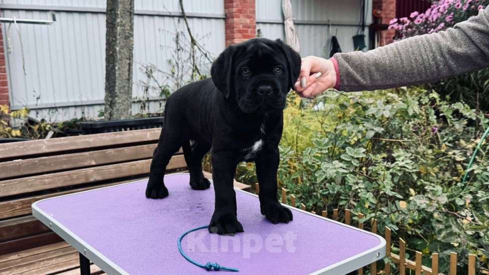 Собаки в Москве: Щенки Кане Корсо Мальчик, 100 000 руб. - фото 6