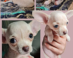 Собаки в Ростове-на-Дону: Щенки чихуахуа. Здоровье, генетика, приучены к пеленке 🐾 Разнополые, 25 000 руб. - фото 2