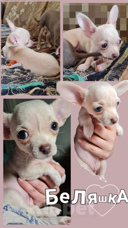 Собаки в Ростове-на-Дону: Щенки чихуахуа. Здоровье, генетика, приучены к пеленке 🐾 Разнополые, 25 000 руб. - фото 2