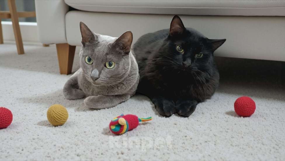 Кошки в Москве: Я здесь, чтобы найти заботливого хозяина! ❤️ Я - котик Найт! ☺️ Мальчик, 300 руб. - фото 1