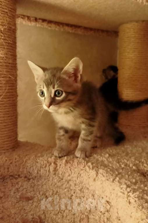 Кошки в Москве: Крохотные шпротики-котятки ищут дом Мальчик, Бесплатно - фото 3