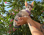 Кошки в Сочи: Котята в добрые руки Разнополые, Бесплатно - фото 2