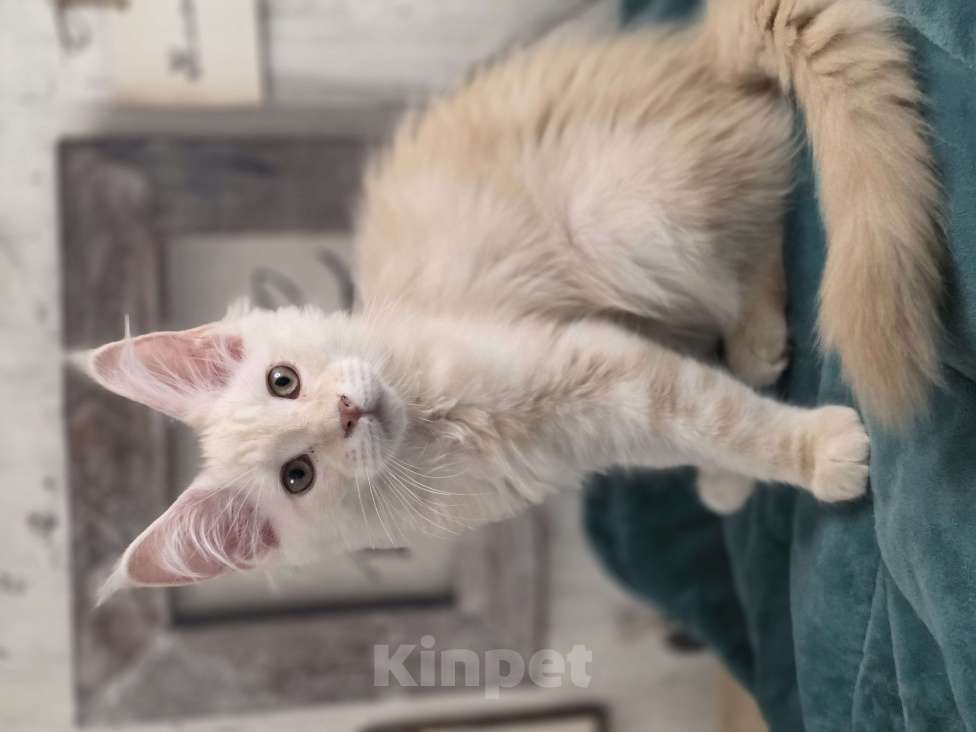 Кошки в Ставрополе: Котята мейн-кун Разнополые, 30 000 руб. - фото 6