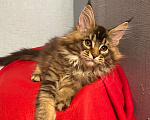 Кошки в Нижнем Новгороде: Котенок породы Мейн-кун Мальчик, Бесплатно - фото 1