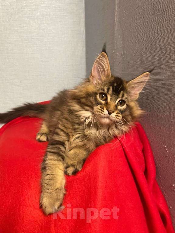 Кошки в Нижнем Новгороде: Котенок породы Мейн-кун Мальчик, Бесплатно - фото 1