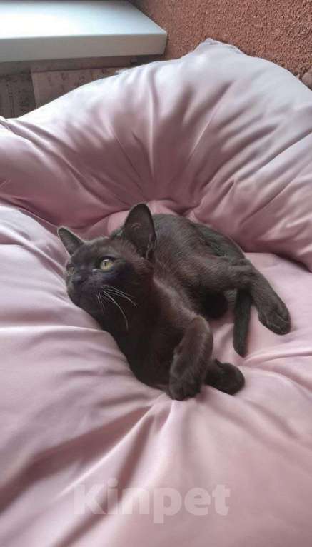 Кошки в Пензе: Бурманские котята Мальчик, 29 999 руб. - фото 3